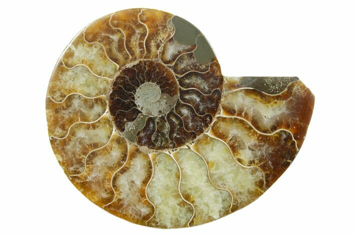 Cut & Polished Ammonite Fossil (Half) - Madagascar #349055